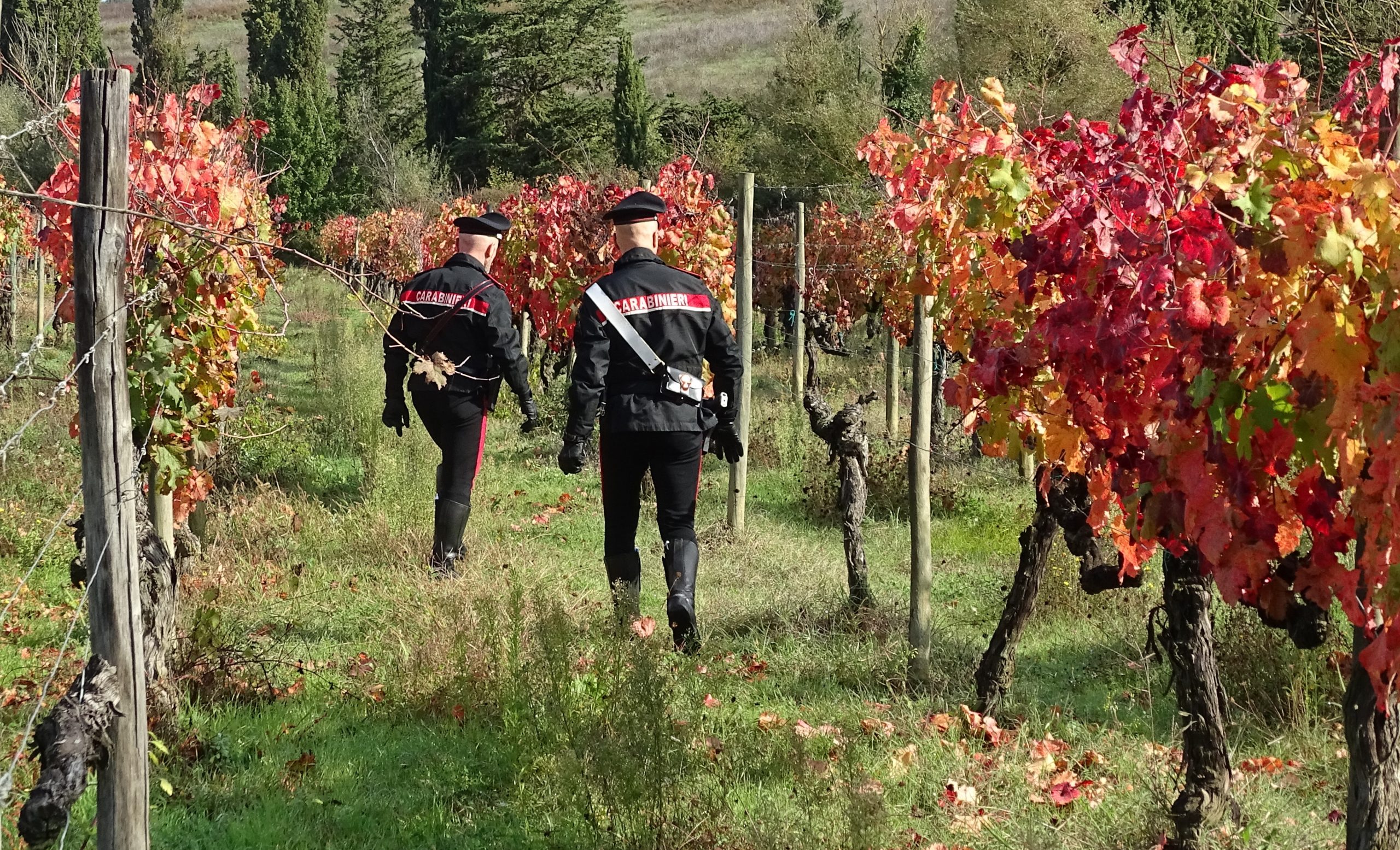 Senorbì, 81enne ruba diciassette chili di uva da una vigna: incastrato dai carabinieri