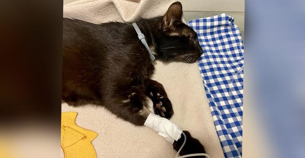 Sos a Radio Zampetta Sarda: cercasi donatore di sangue per un gatto di gruppo A