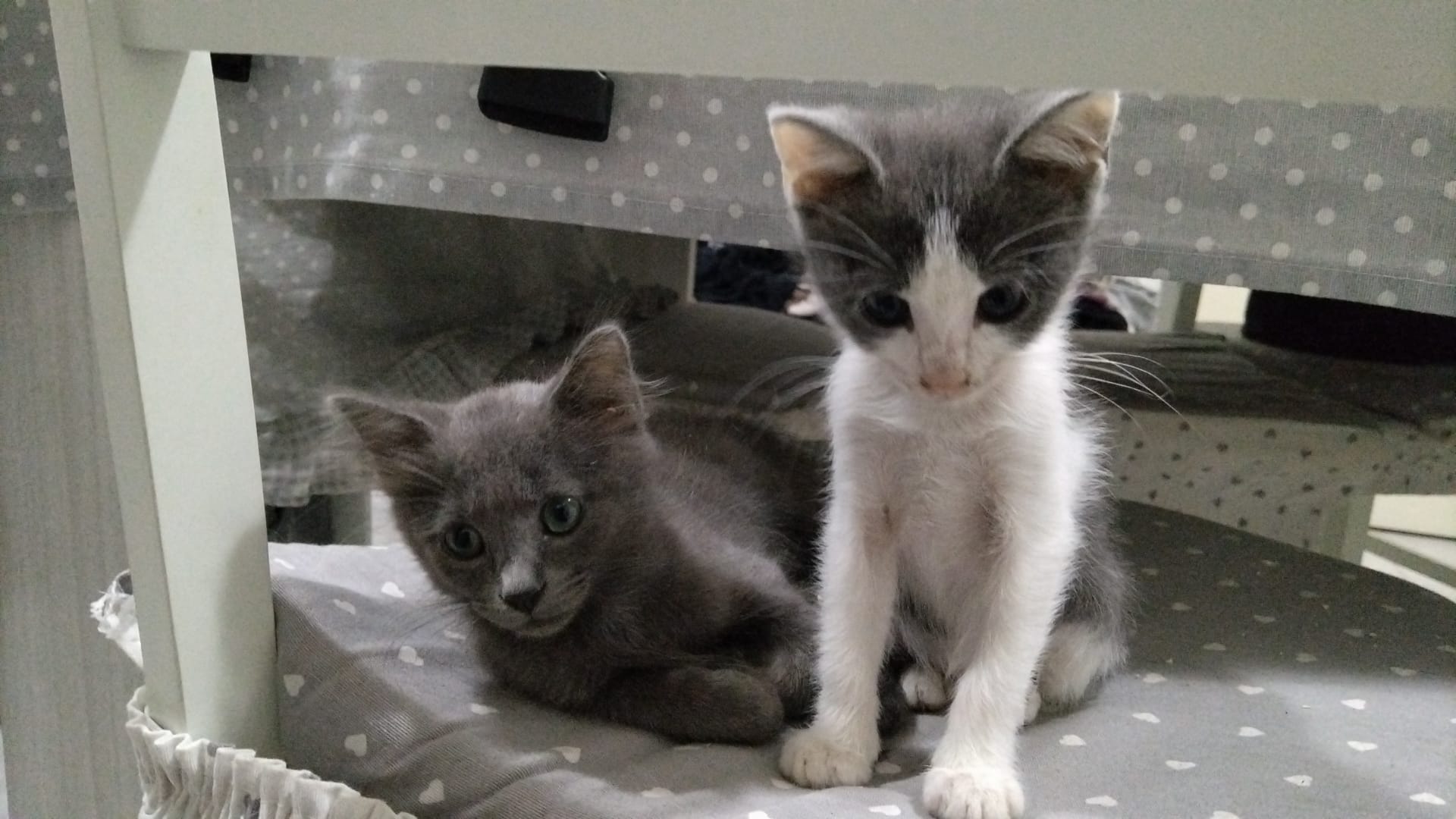 Radio Zampetta Sarda, cercasi adozione per 2 affettuosi gattini inseparabili