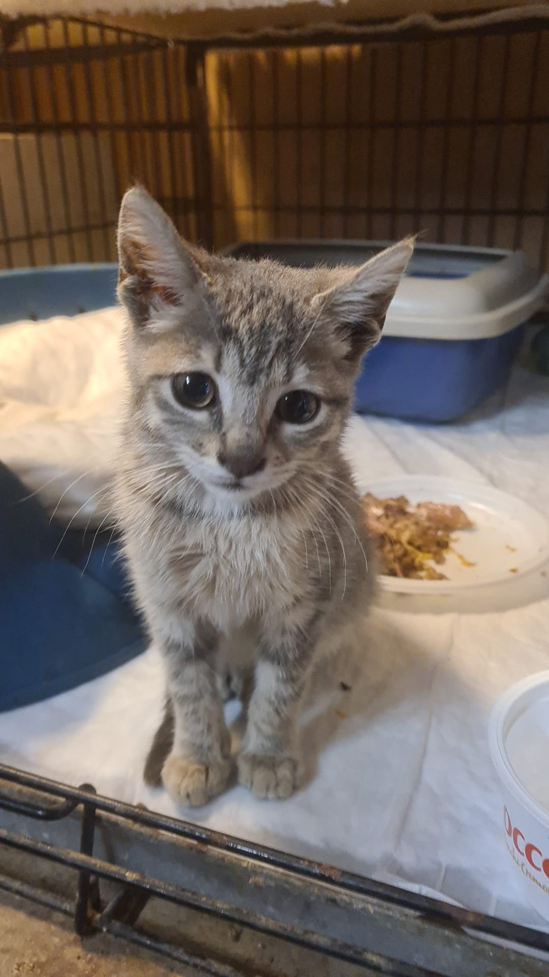 Radio Zampetta Sarda, cercasi adozione per una piccola gattina