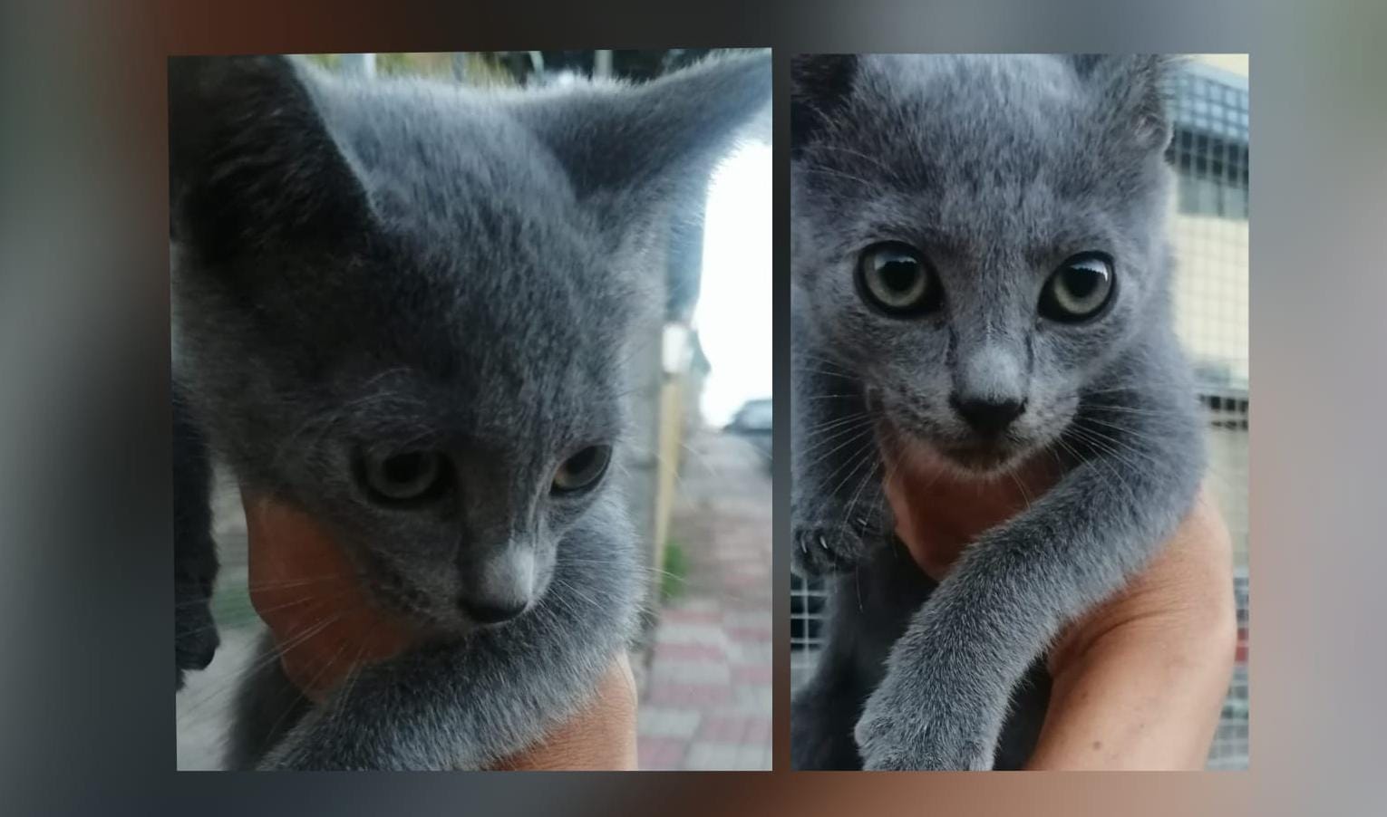 La piccola micina abbandonata a Cagliari in una colonia: si cerca una famiglia per salvarla