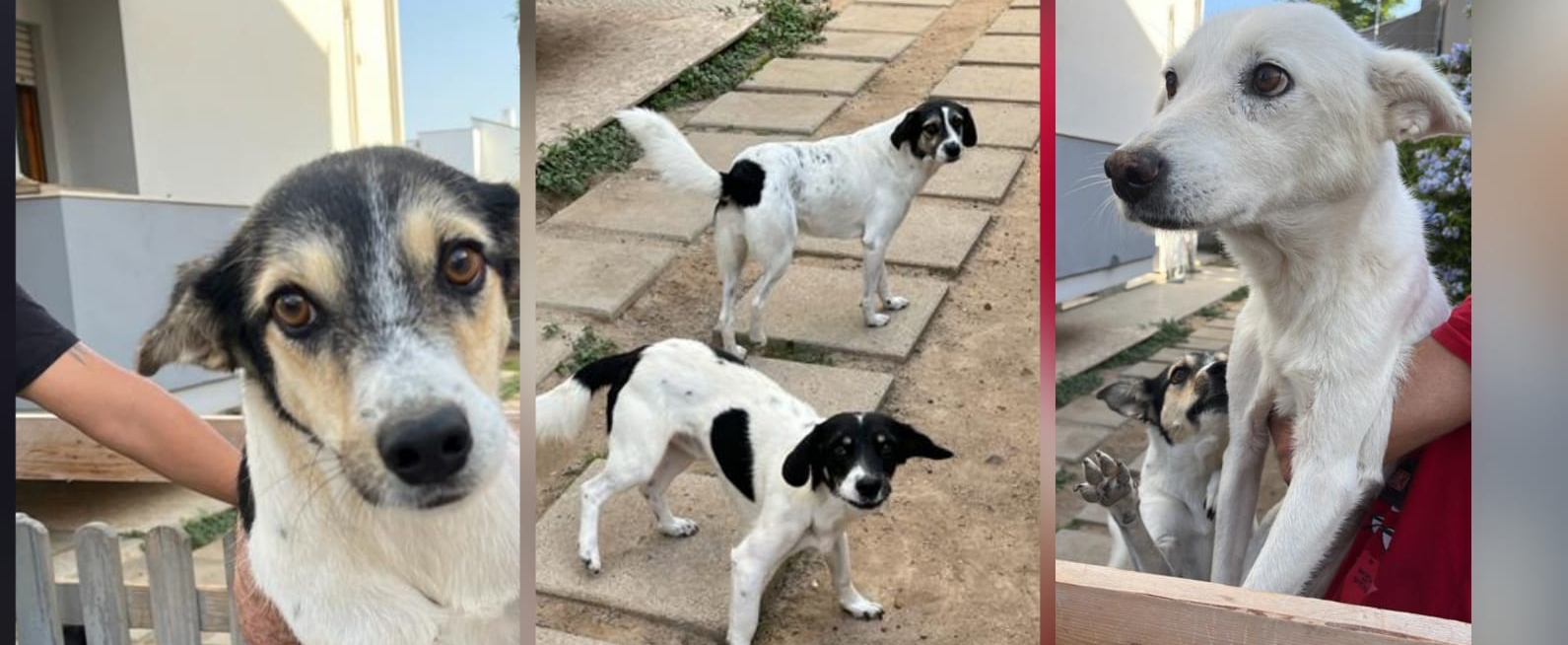 Lo sfrattano e abbandona 7 cani a Quartu: dolcissimi, sono in attesa di ad