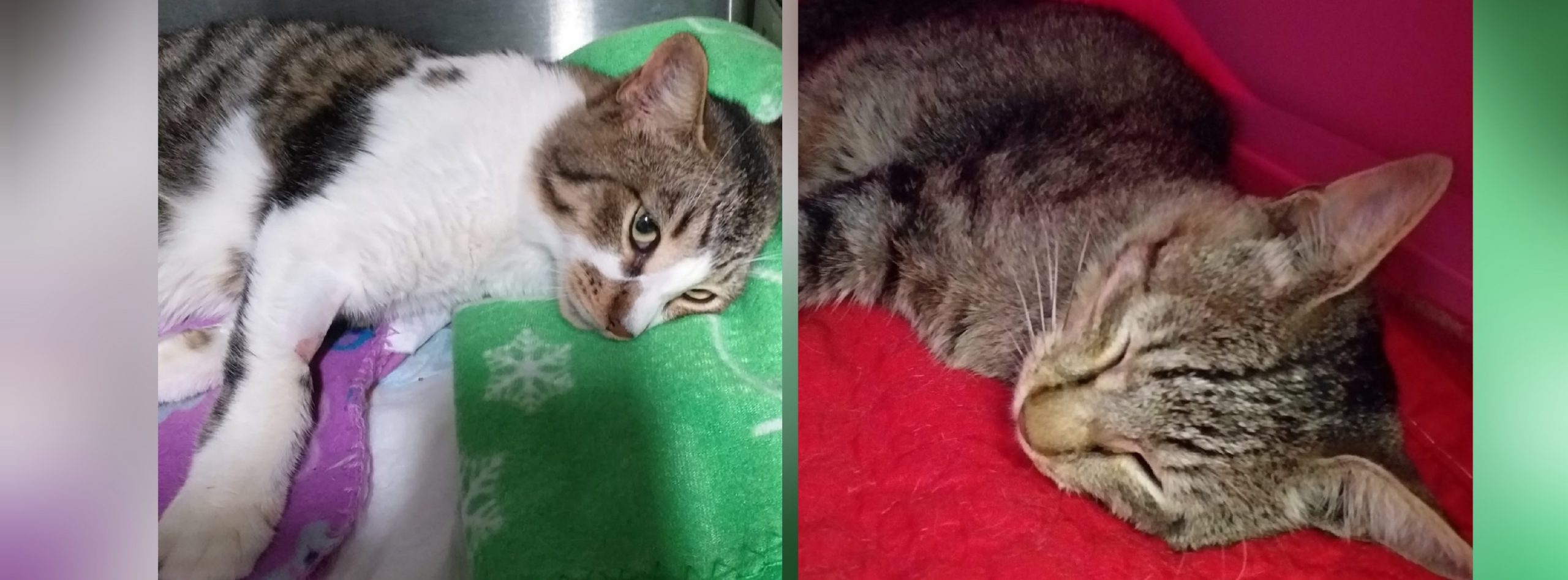 Cagliari, un virus sta decimando i gattini di una colonia: sos a Radio Zampetta Sarda