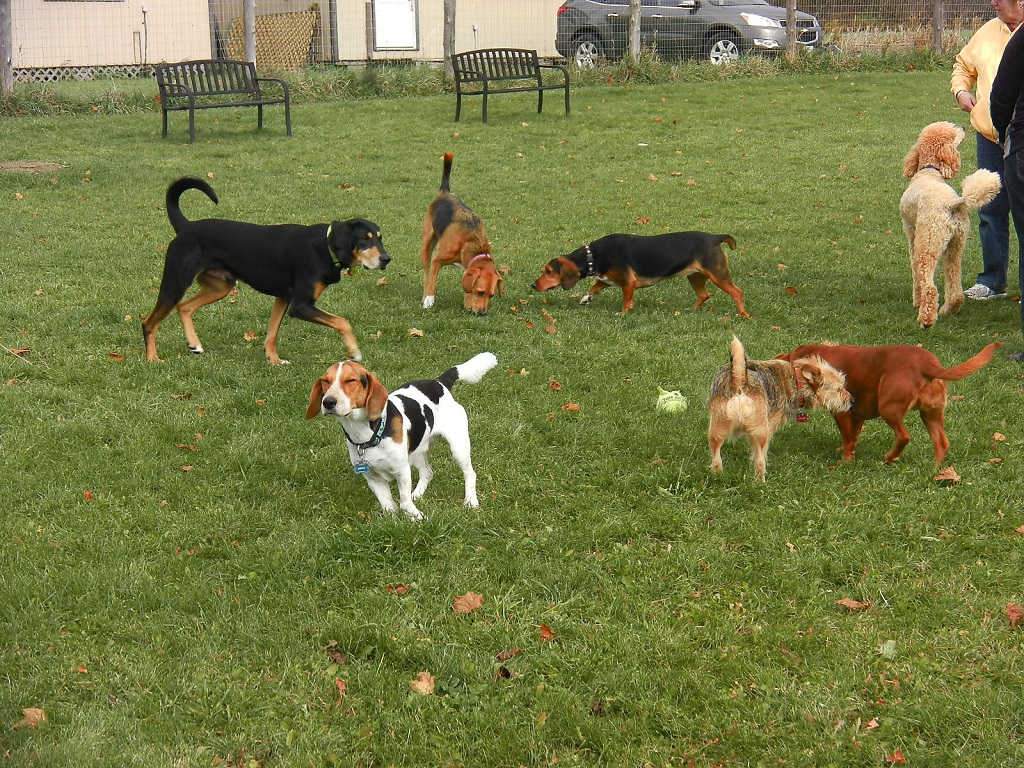 Quartu, nuova area cani in arrivo: mille metri quadri con panchine e ciotole