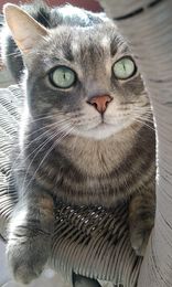 Attenzione a tutti: si è perso Pepito, un dolcissimo gattino smarrito in località Is Corrias