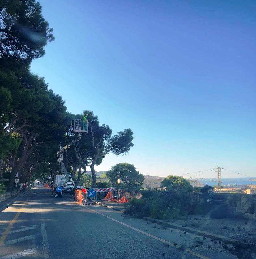 Cagliari, taglio dei pini in viale Buoncammino: maxi multa a 3 dirigenti del Comune e a un impresario