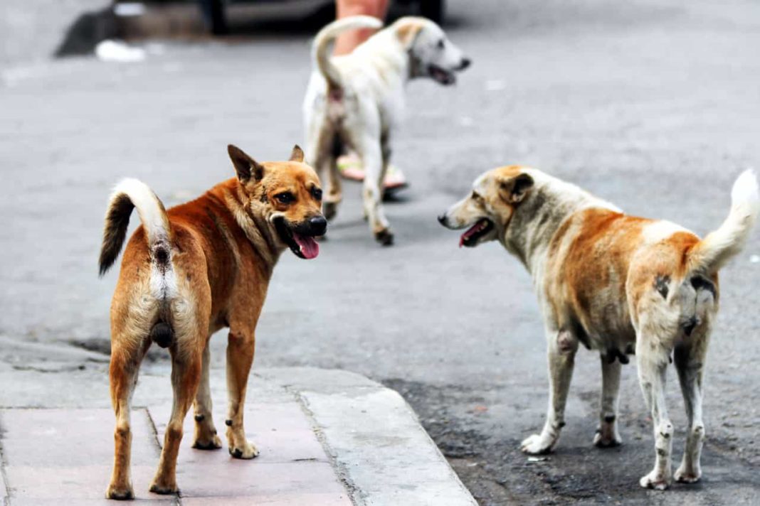 Emergenza randagi a Villaurbana, il sindaco alla Asl: “Catturate tutti i cani”