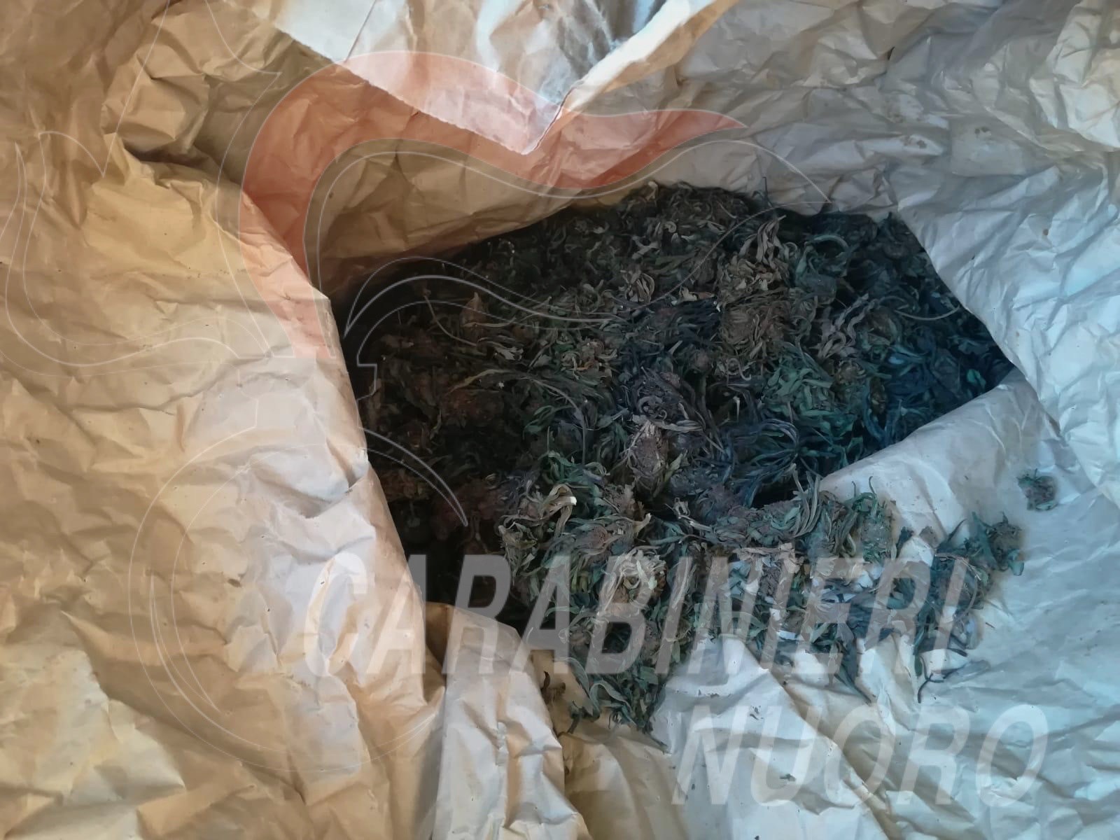 Maxi sequestro di marijuana in Sardegna, 1200 chili: caccia alla banda di pusher