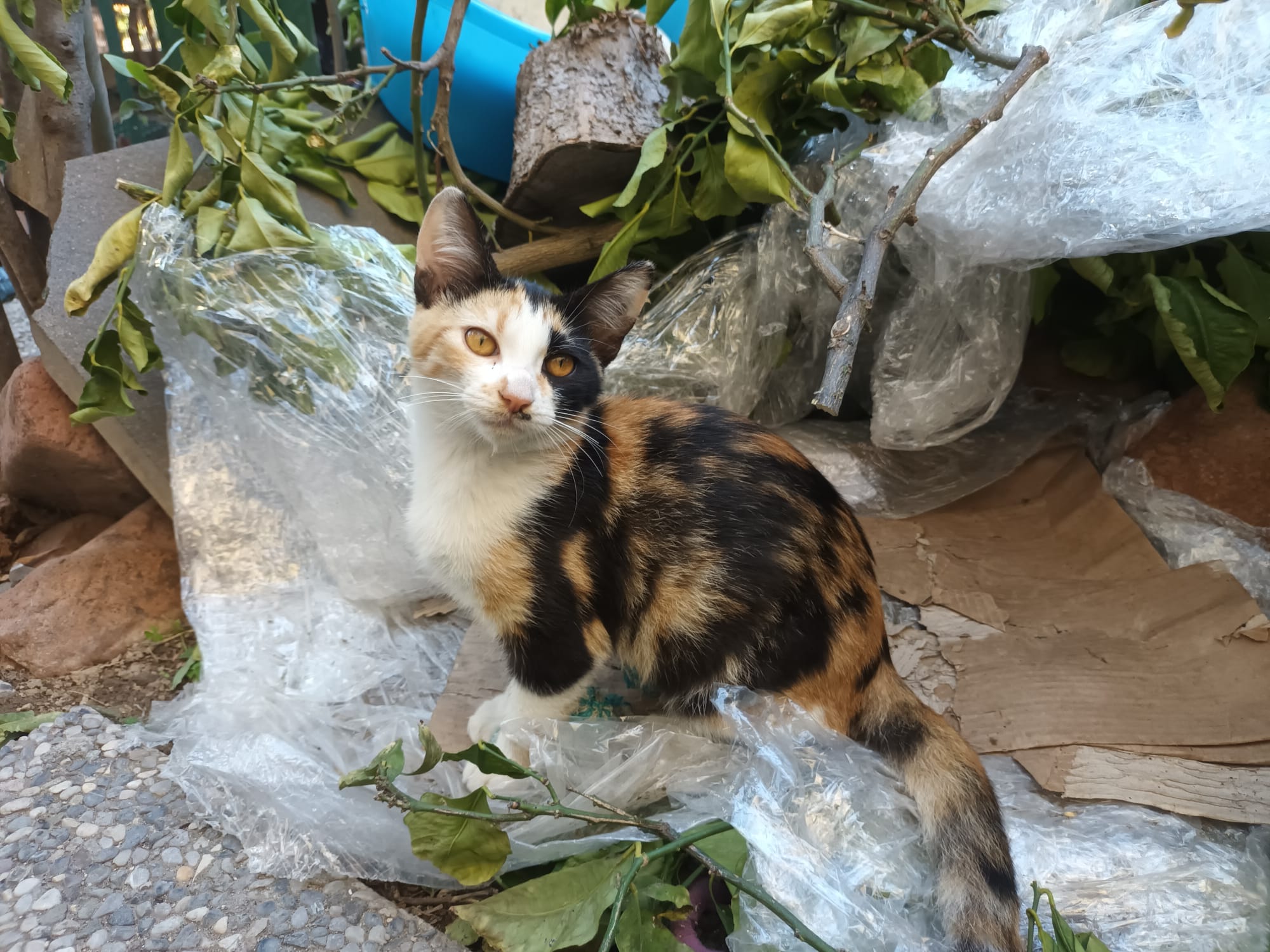 Sos a Radio Zampetta Sarda, l’appello di Valentina per 4 gattini orfani