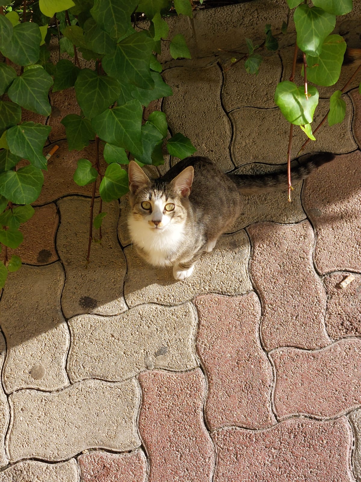 Radio Zampetta Sarda, cercasi adozione per 4 gattini che hanno perso la mamma