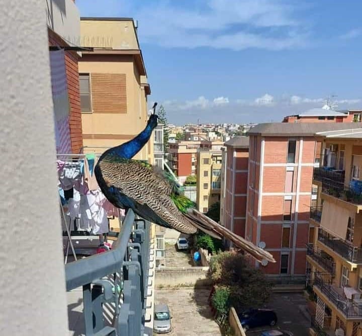Cagliari, poche decine di uccelli superstiti a Monte Urpinu: la Asl valuta lo stop agli abbattimenti