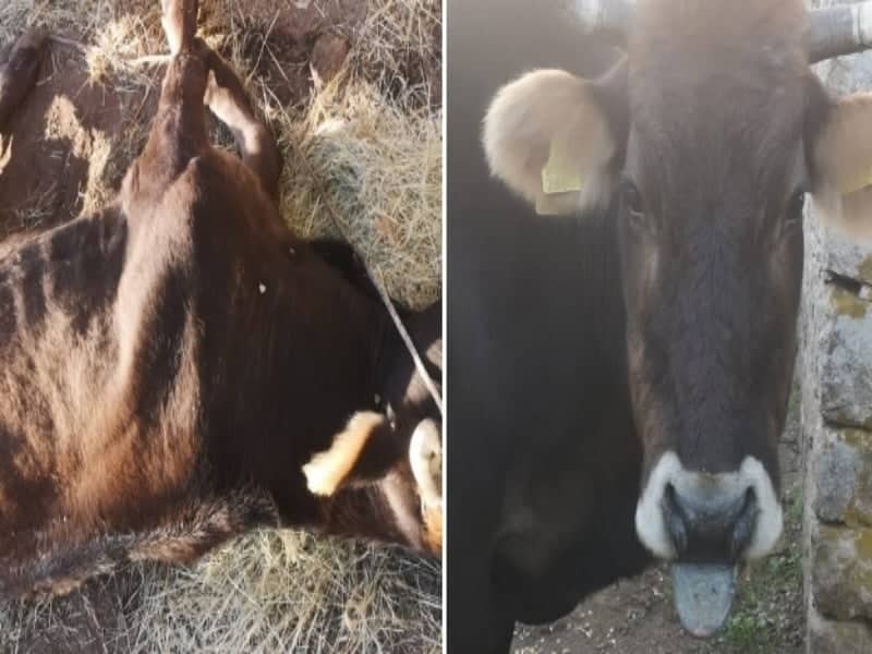 Malattia del cervo, controlli a tappeto in Sardegna: “Macellazione delle mucche consentita solo nell’Isola”