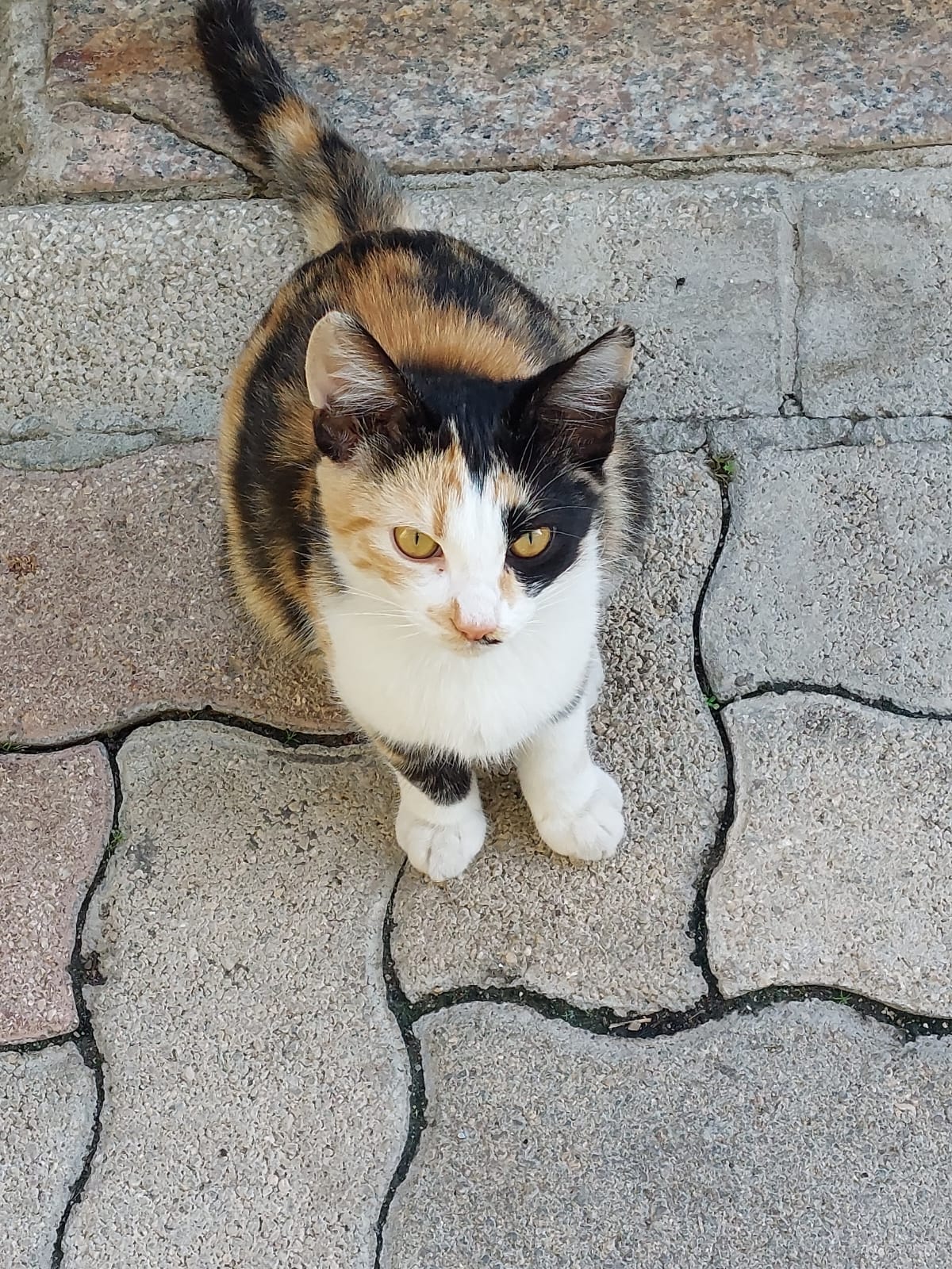 Radio Zampetta Sarda: cercasi adozione per una gattina orfana