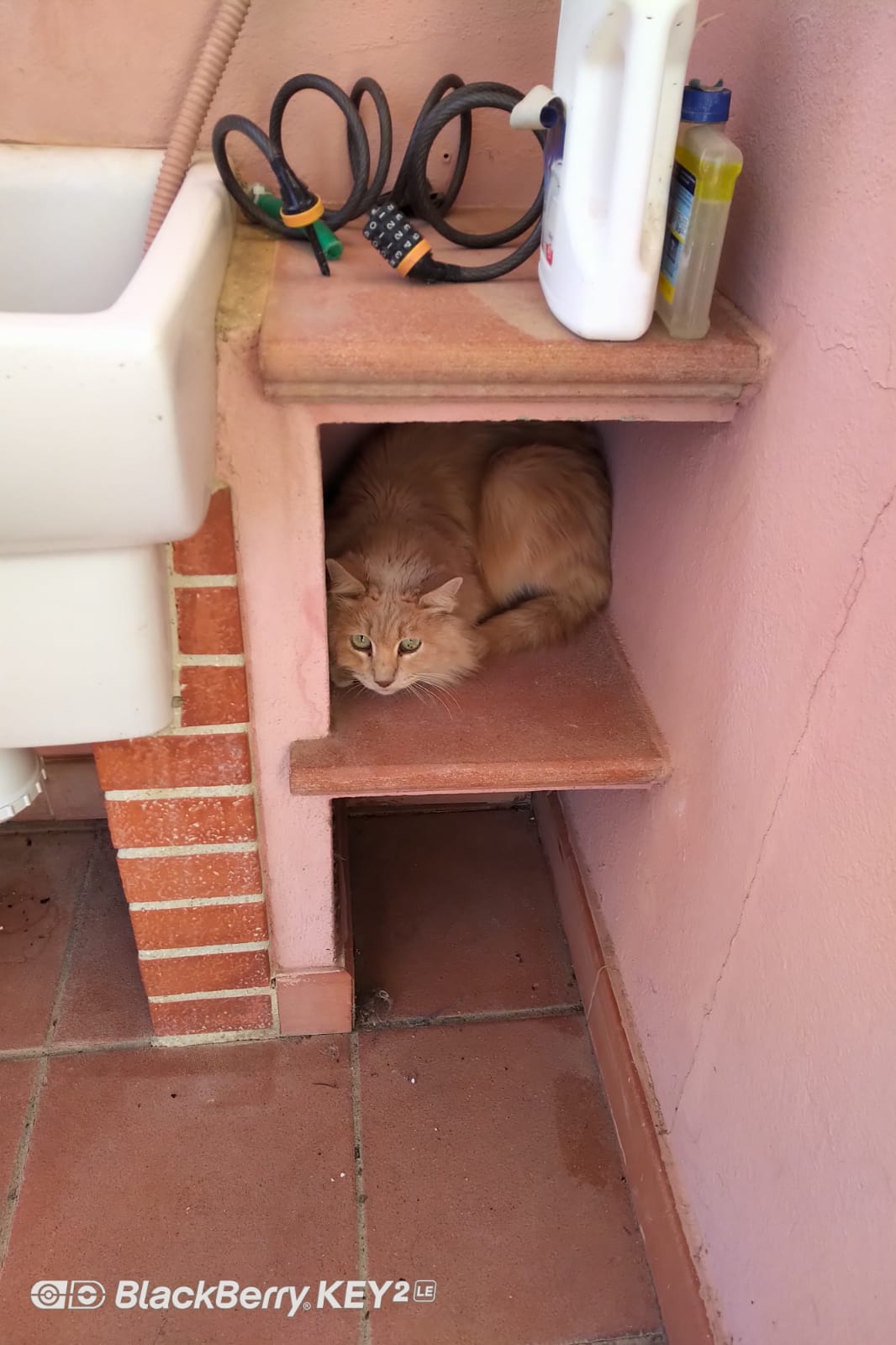 Sos a Radio Zampetta Sarda: gatto si rifugia in un giardino a Monserrato, lo riconoscete?