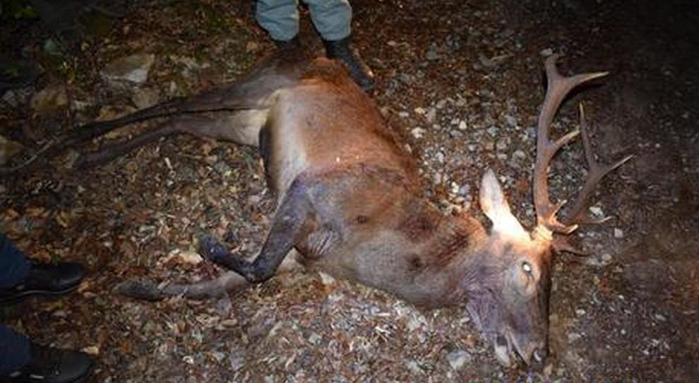 Nuovo virus, sbarca in Sardegna la malattia del cervo: stop alle movimentazioni di mucche e pecore