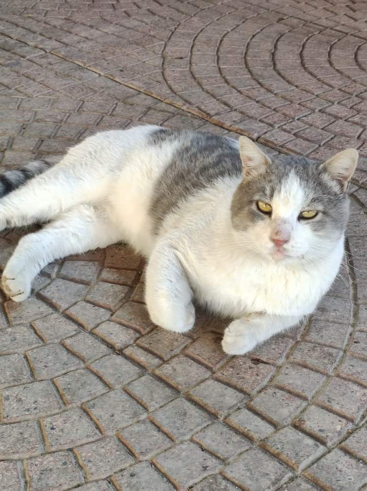 Radio Zampetta Sarda: un gatto domestico in una colonia a Pirri, di chi è?
