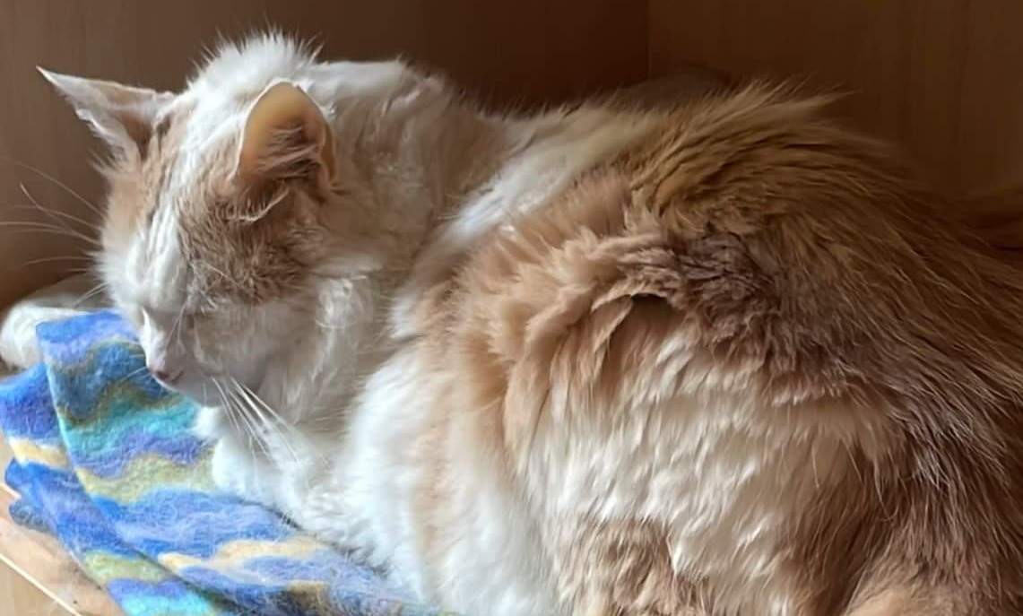 L’appello di Micheal, per il suo adorato gatto ricoverato presso la clinica Karel di Monserrato: sos donatore