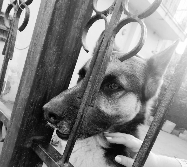 A Capoterra un bonus per chi adotta un cane randagio