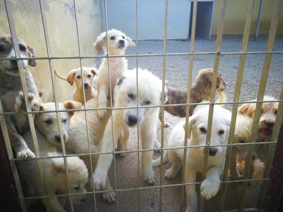 Quartu senza canile, gara deserta: 400 cani ospitati sino a marzo a Selargius