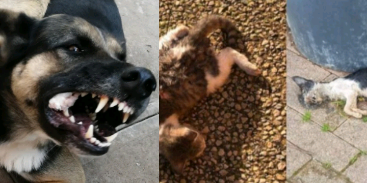 Sanluri, gatti uccisi da cani di proprietà lasciati liberi: la condanna delle istituzioni