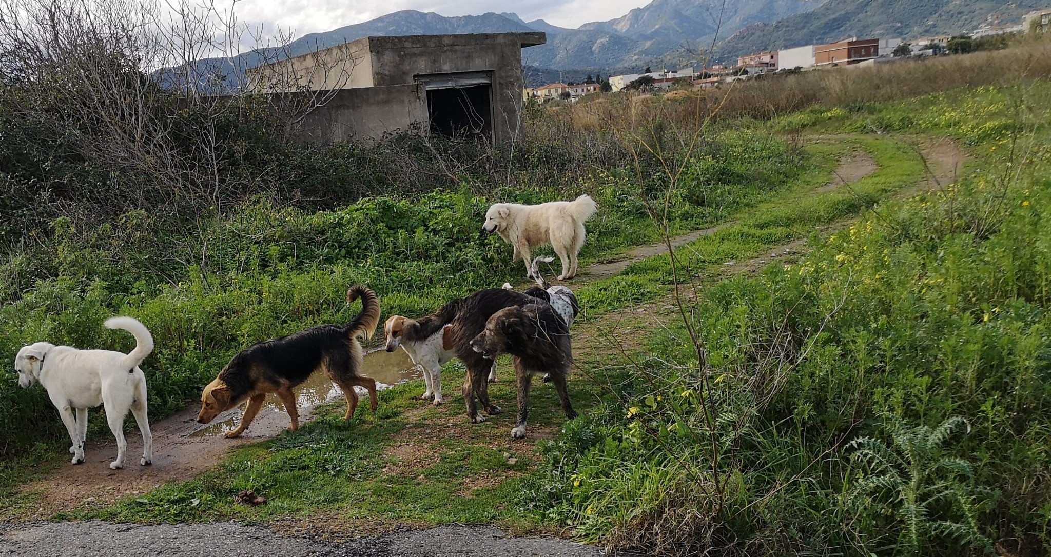 Capoterra: revocato l’affidamento del servizio ricovero, custodia e cura dei cani randagi