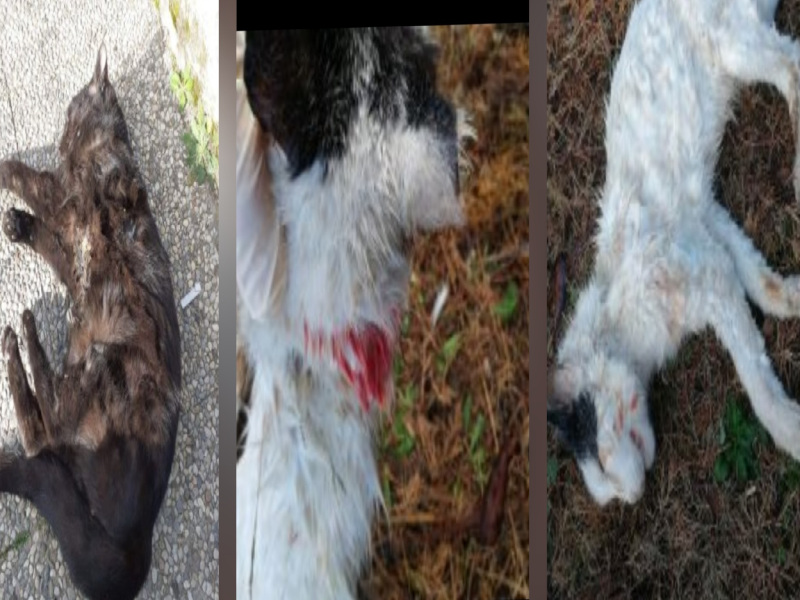 Radio Zampetta Sarda: “Più controlli nel parco di Terramaini, cani sguinzagliati azzannano a morte i gatti”