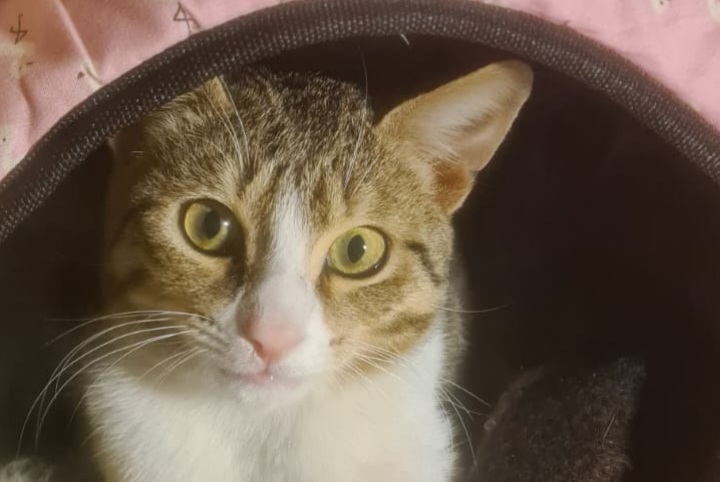 Appello per adozione del cuore, trovato un dolcissimo gattino