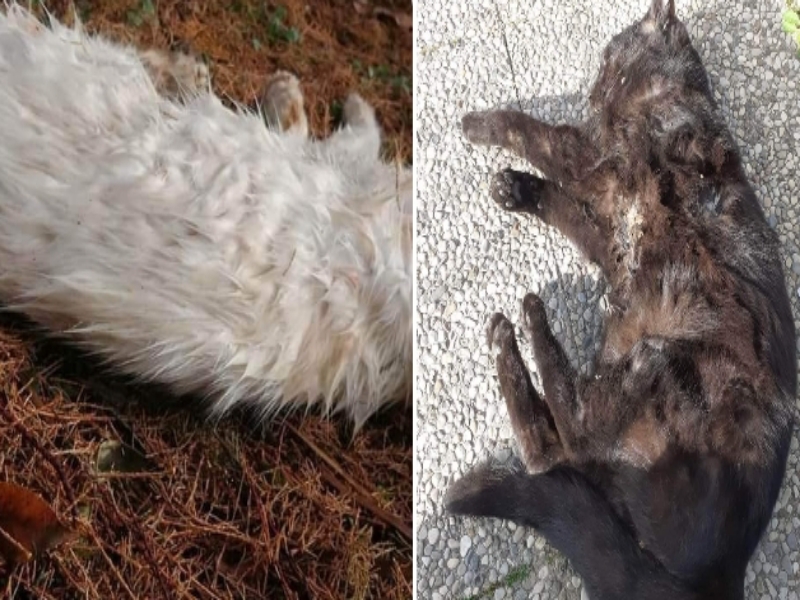 Cagliari, strage di gatti a Terramaini: “Sbranati dai cani lasciati senza guinzaglio dai padroni”