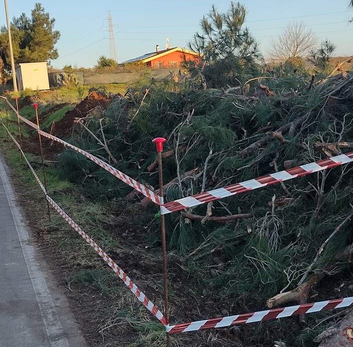 Sestu, via gli alberi per far spazio alla pista ciclabile: aumenta l’indignazione dei cittadini