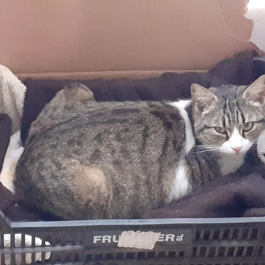 Sos da Assemini a Radio Zampetta Sarda, c’è da salvare una gattina incinta
