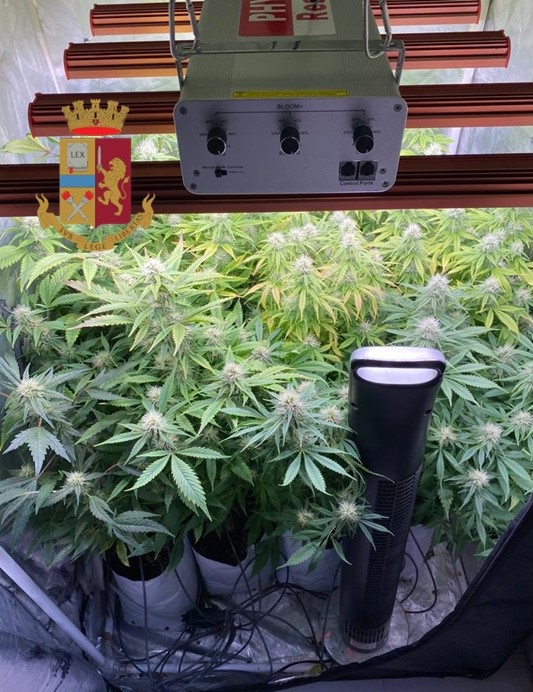 Sorpreso con una piantagione di marijuana in casa: arrestato 32enne cagliaritano