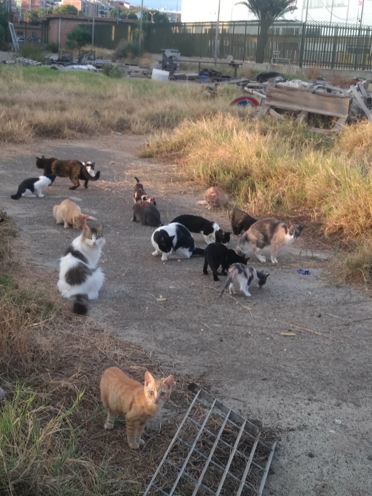 Aperta raccolta fondi per sterilizzare i gatti dello stadio Sant’Elia di Cagliari