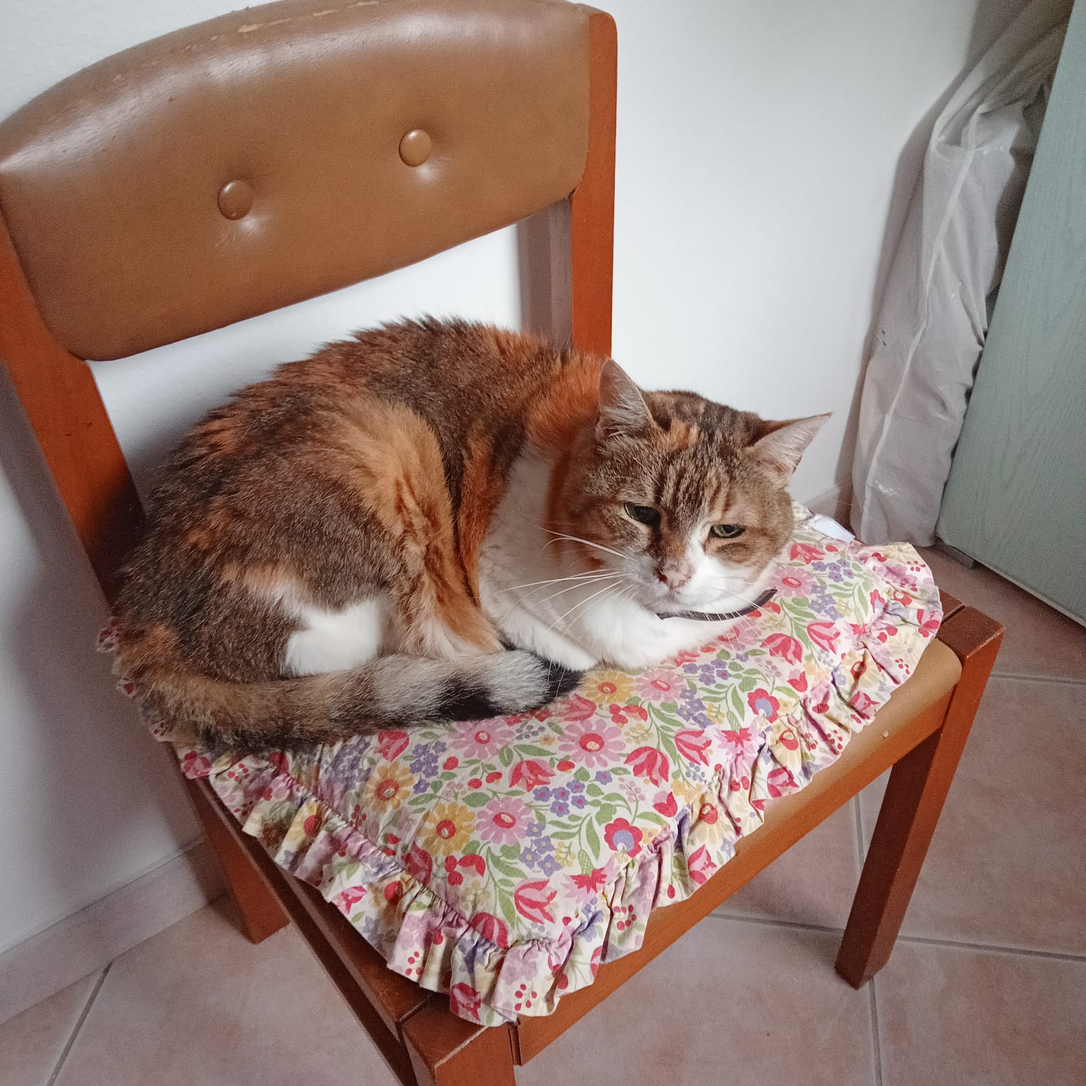 “Ciao a tutti sono Alena, una bella gattina di 14 anni: ho gli occhi verdi, chi vuole adottarmi?”