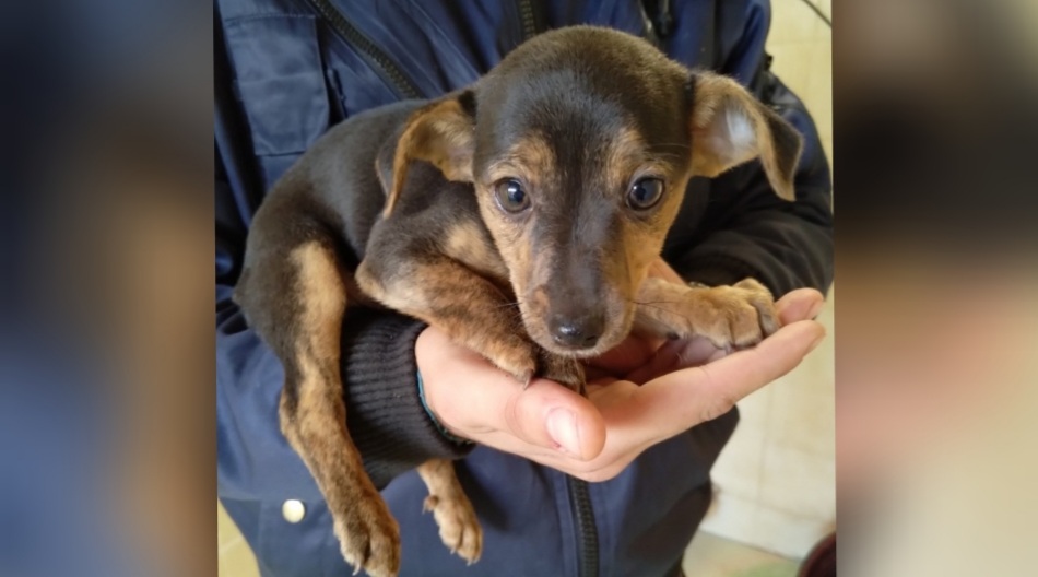 Adotta un cane dal canile di Cagliari: la coccolona Mesina aspetta di trovare una famiglia