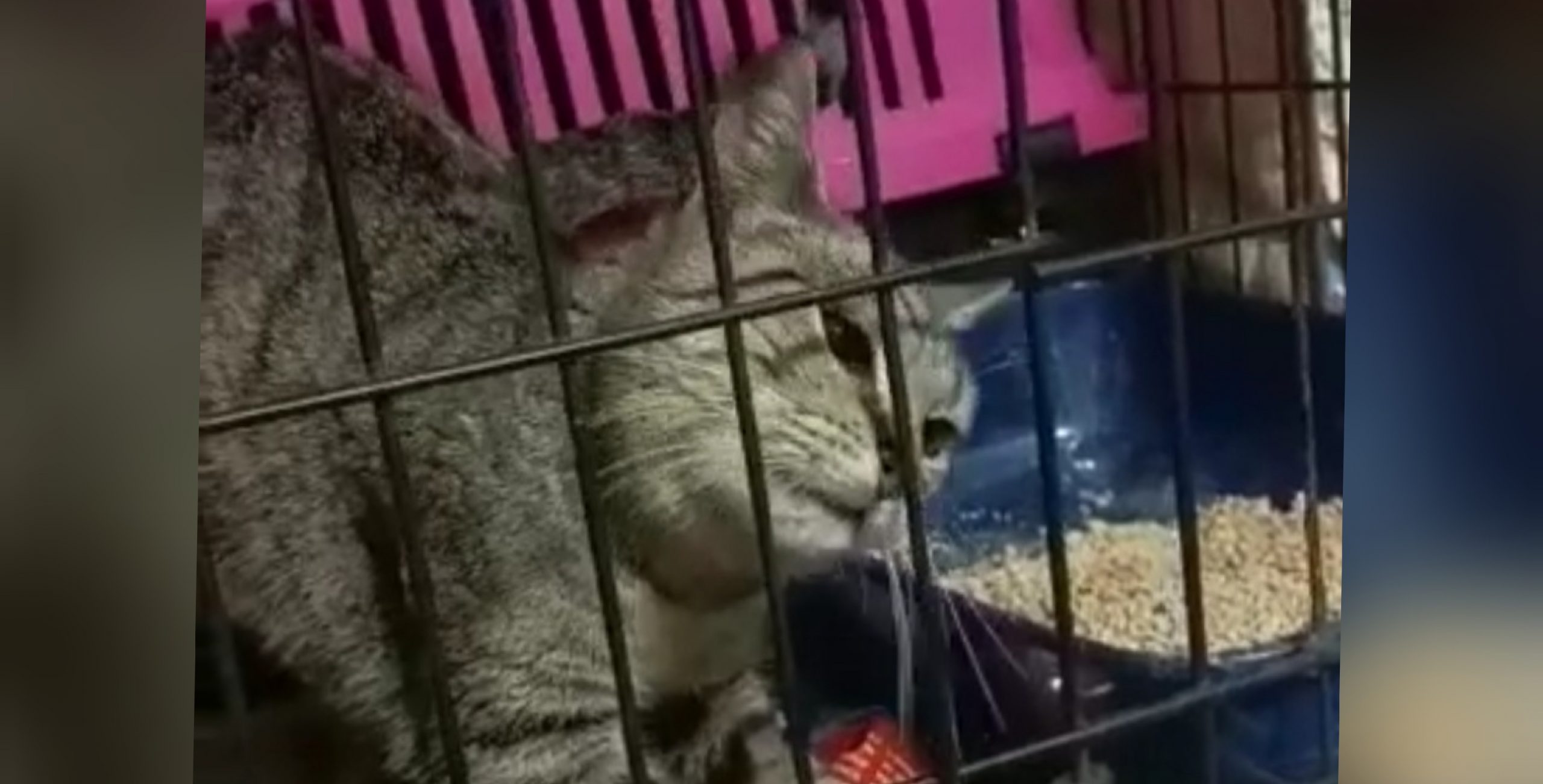 Sos da Quartu per una possibile gattina abbandonata: appello a Radio Zampetta Sarda