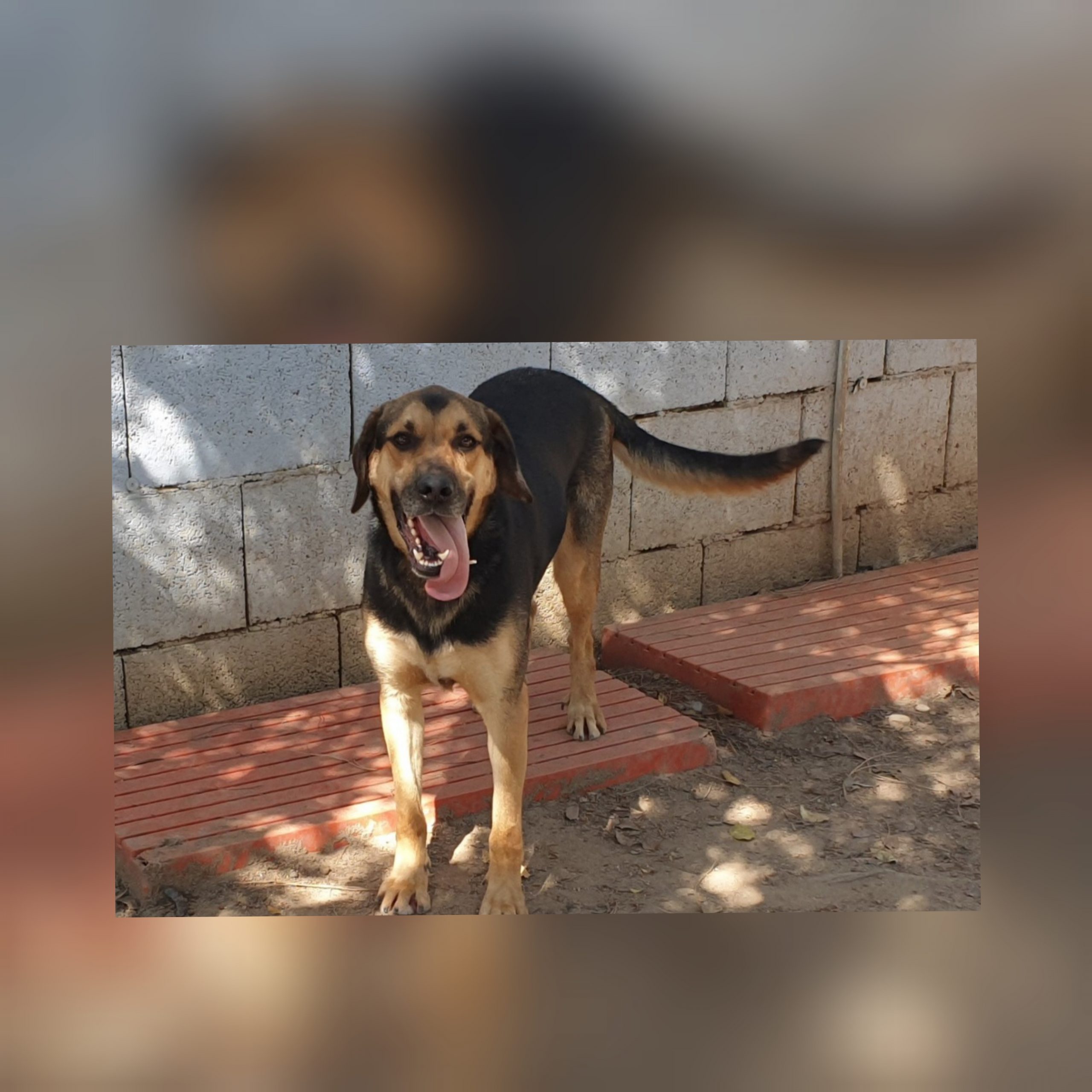 Adotta un cane dal canile di Cagliari, Tobia ti aspetta