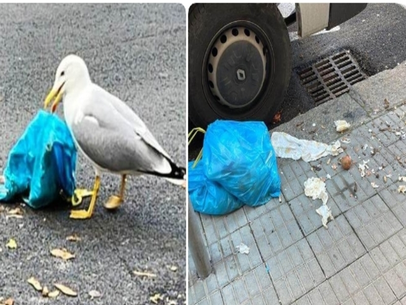 Cagliari, cestini stracolmi e rifiuti abbandonati sui marciapiedi: gabbiani in festa a San Benedetto