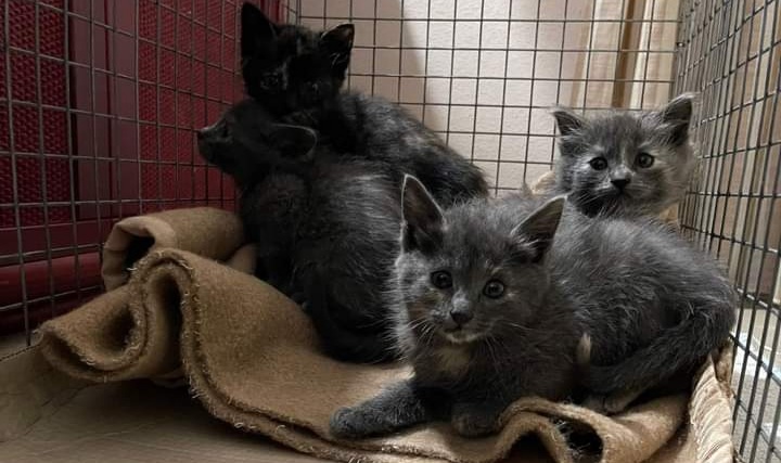 Quartu, 4 gattini buttati dentro una busta: sos a Radio Zampetta Sarda