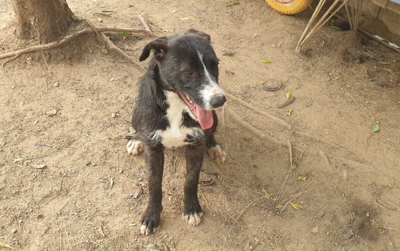 Vi aspetta Nagasaki, la cagnolina più dolce del canile di Cagliari: chi la vuole adottare?
