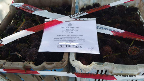 Cagliari, scacco ai venditori di ricci illegali: fioccano sequestri e multe da infarto