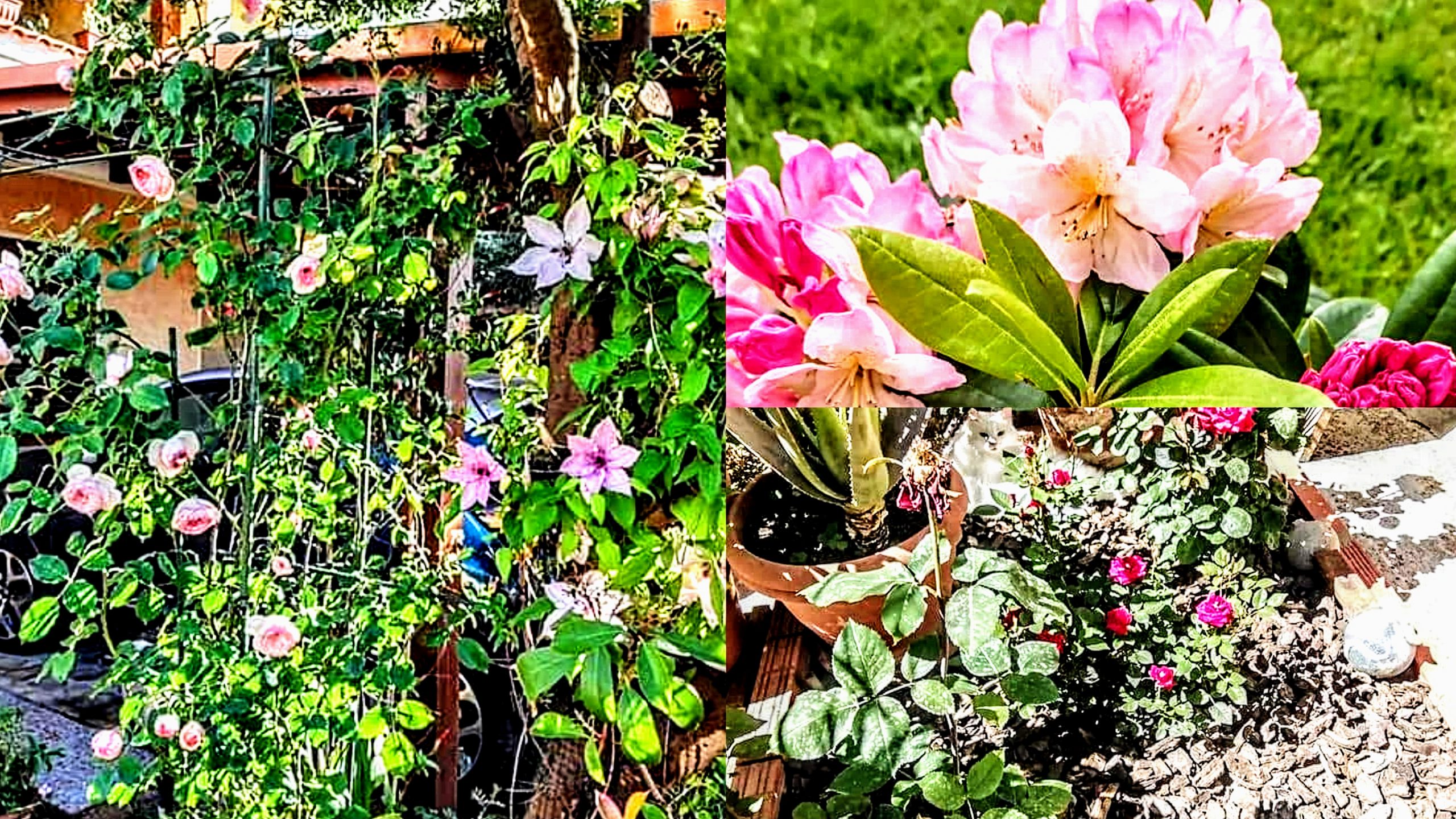 Fiori e case campidanesi in mostra ai visitatori: a Samassi via a “Giardini aperti”