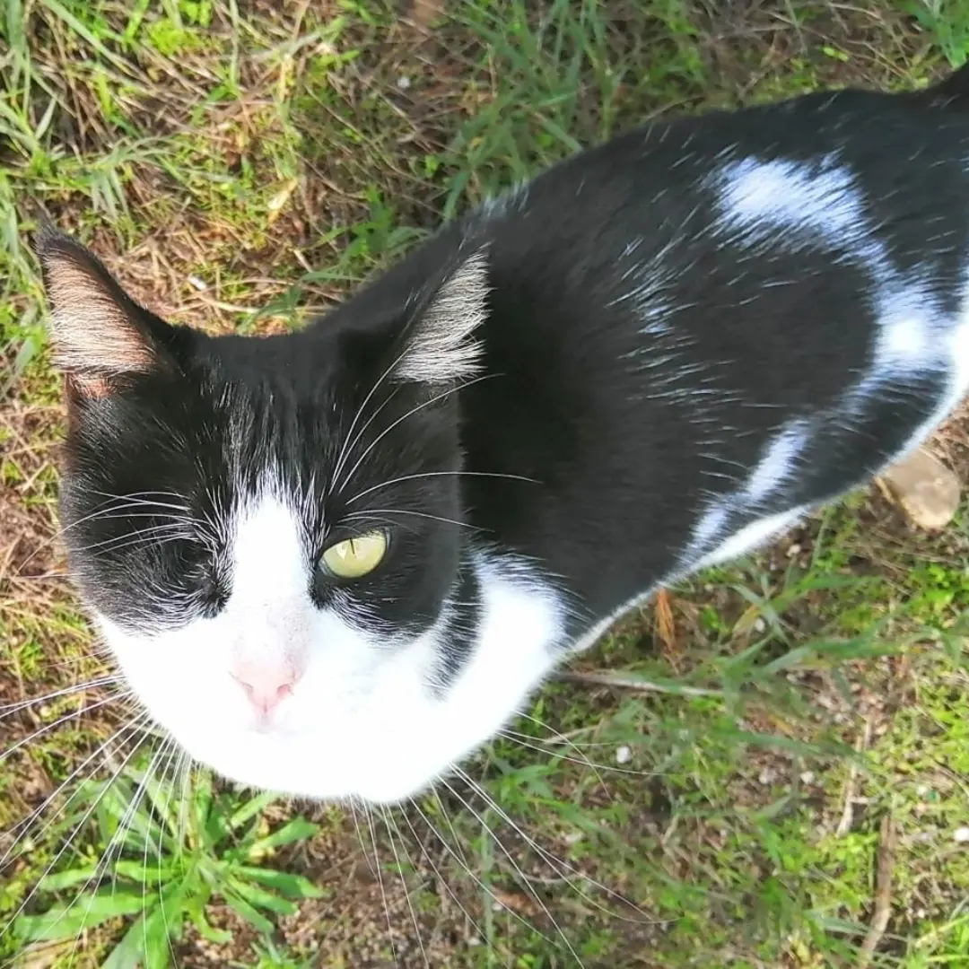 Libby è scomparsa al Poetto, appello per ritrovarla a Radio Zampetta Sarda