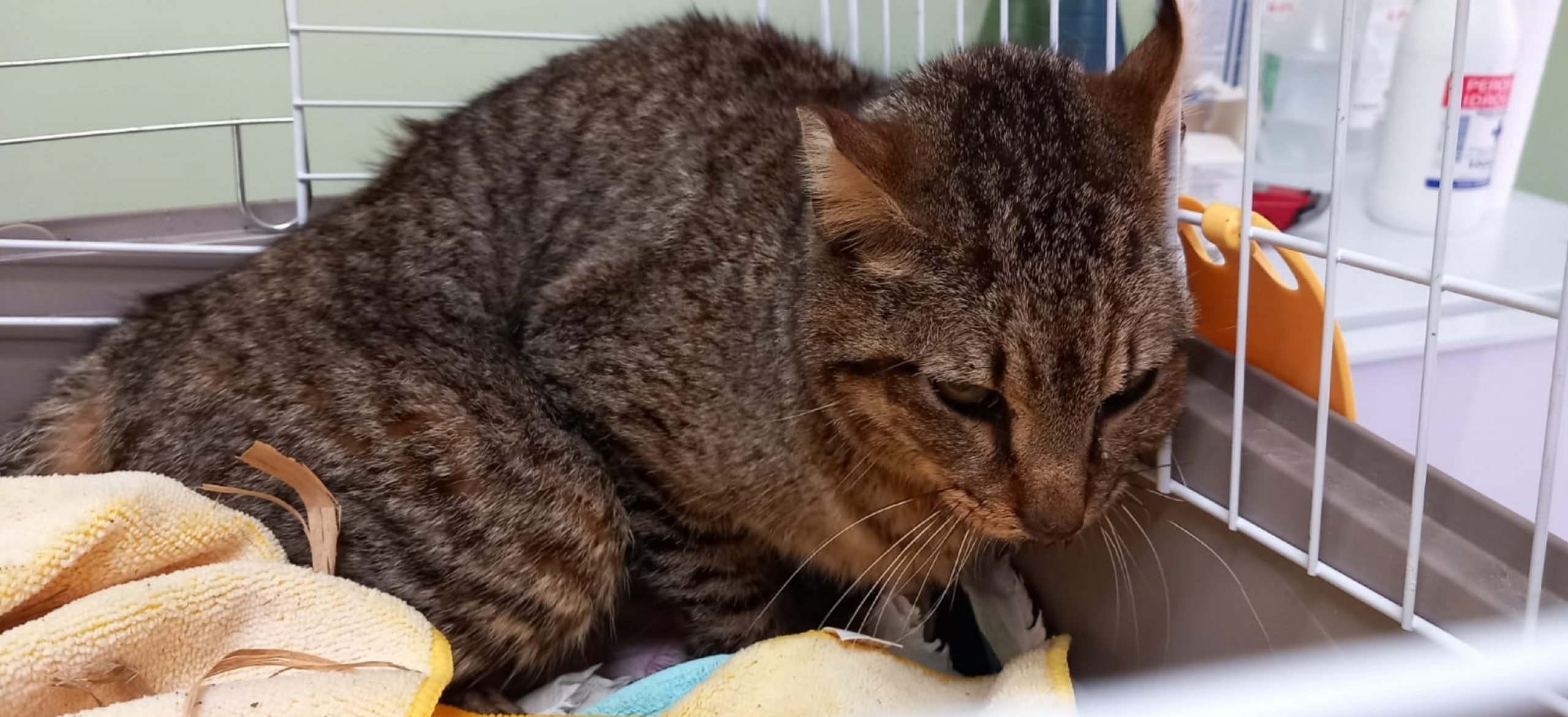 Quartu, continua la strage dei gatti avvelenati in via Amalfi