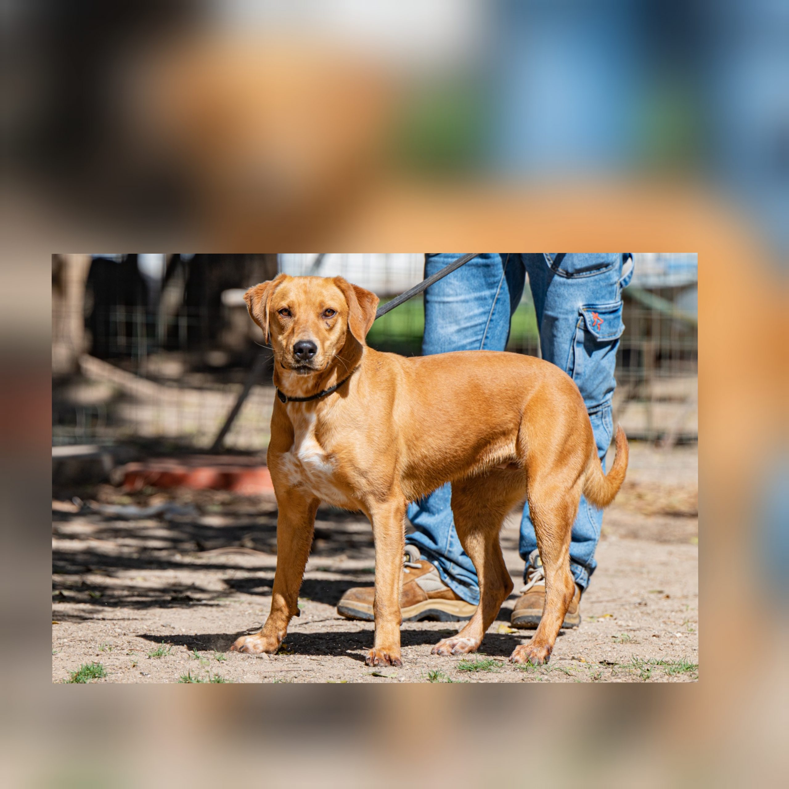 Adotta un cane dal canile di Cagliari: oggi presentiamo Emmenthal