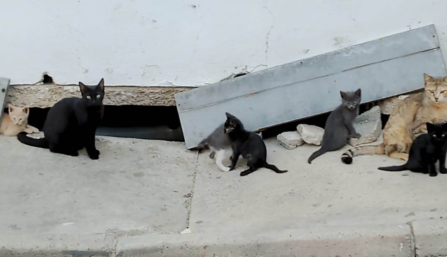 “Gattini appena nati in una crepa del marciapiede”: sos a Radio Zampetta Sarda