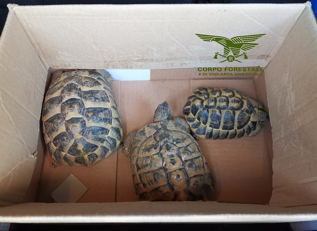 Tartarughe protette in vendita sul web, nei guai 3 residenti della Trexenta: maxi multa da 15 mila euro