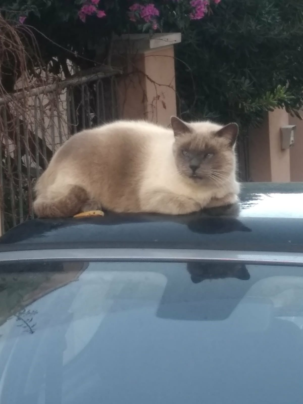 Sos a Radio Zampetta Sarda: Ciccio è scomparso da una settimana a Cagliari
