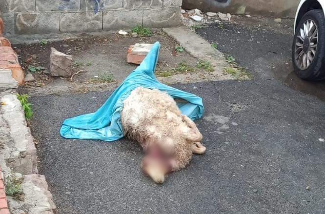 Cagliari, la pecora sgozzata e abbandonata per strada suscita indignazione