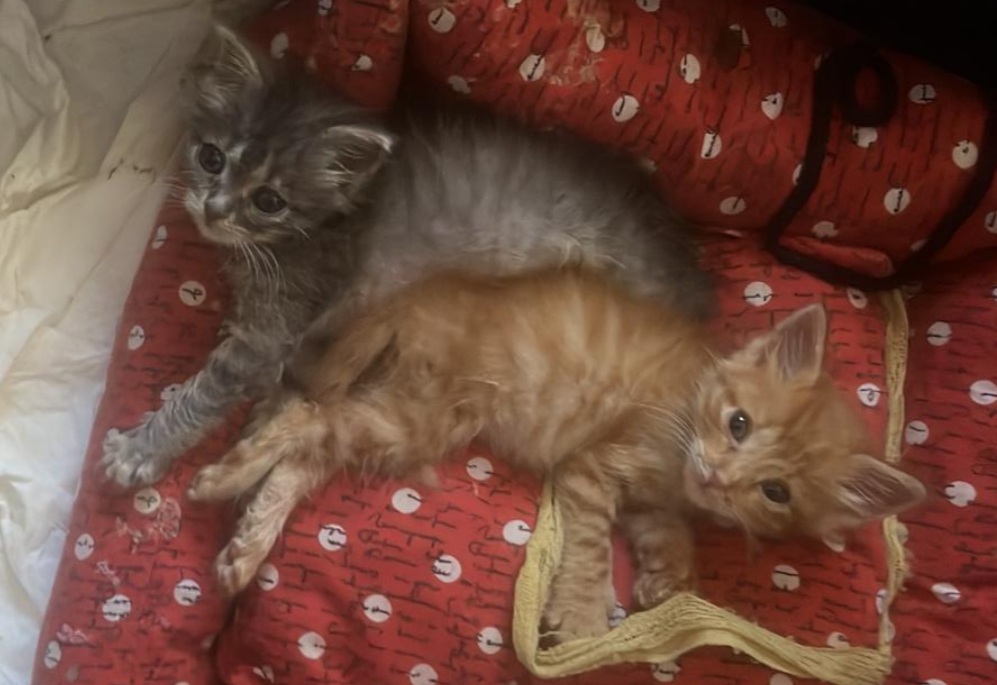 Mamma gatta viene investita, cercasi adozione per i due cuccioli