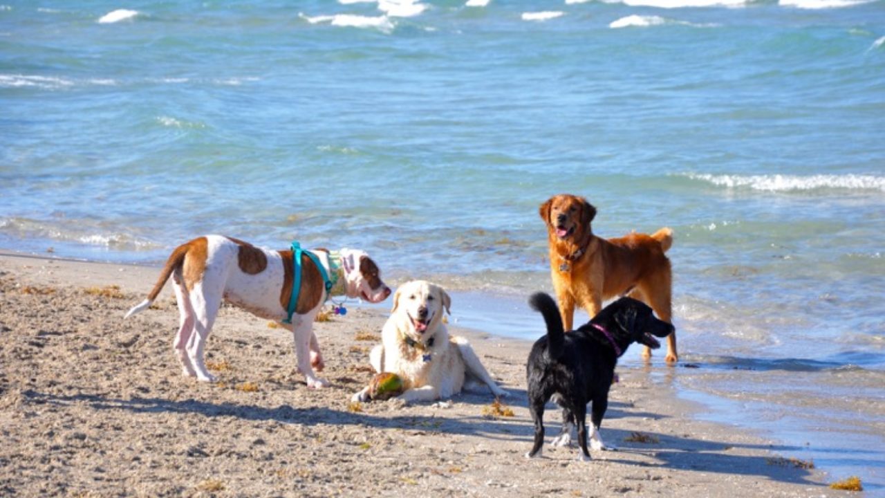 Quartu, al Poetto riapre l’area cani di Margine Rosso: “Dovranno essere tenuti al guinzaglio e vaccinati”